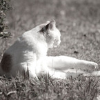 pom_d'ambre