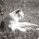 pom_d'ambre