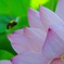 団塊の花狩人