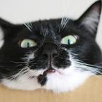 はなねこ亭