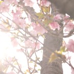 藤吉