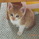 waruneko9