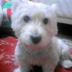 westieyuki