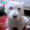 westieyuki