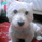 westieyuki