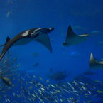 ryodiver