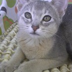 taezo