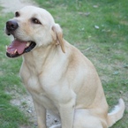 yellow-lab