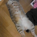 あっちょんぷりけ