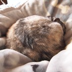 ジョナサンジョナサン