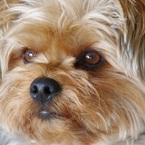 choco▼o･_･o▼