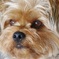 choco▼o･_･o▼
