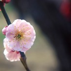 幸屋