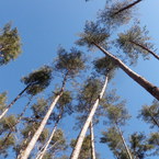 yagaibito