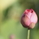 白の貴公子