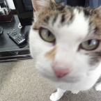 cora