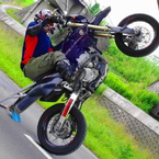 R.taiga