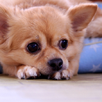 ChihuahuaO