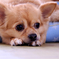 ChihuahuaO
