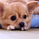 ChihuahuaO