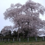 HARUHIKO