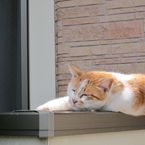 syu-