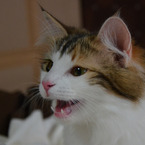 たろ