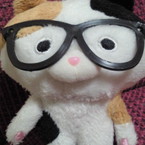 めがねこ