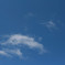 salaco