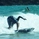 surfman