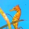 さくし