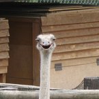 せがちゃん