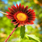 まぁぁぁちゃん♪