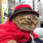 ブタマツオヤブン