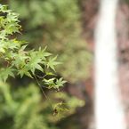 紅葉　蒼太朗