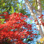 yumekujira