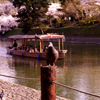 さすらいの仲居さん