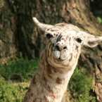 さすらいのさほうどり