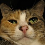 oreneko