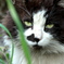 GUSTAF