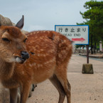 うだいじん