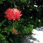 水色めがね