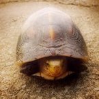 すべすべまんじゅうがに