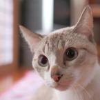 harubokko