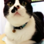わんにゃ