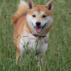 dog_minato