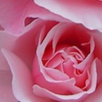 フラワーフォトストア