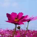 黒猫と花