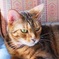 bengal