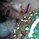 flower_humi